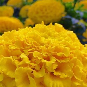 Meet your Posher, Saida